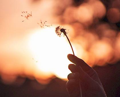 dandelion-dandelion-seeds-flora-2980635.jpg